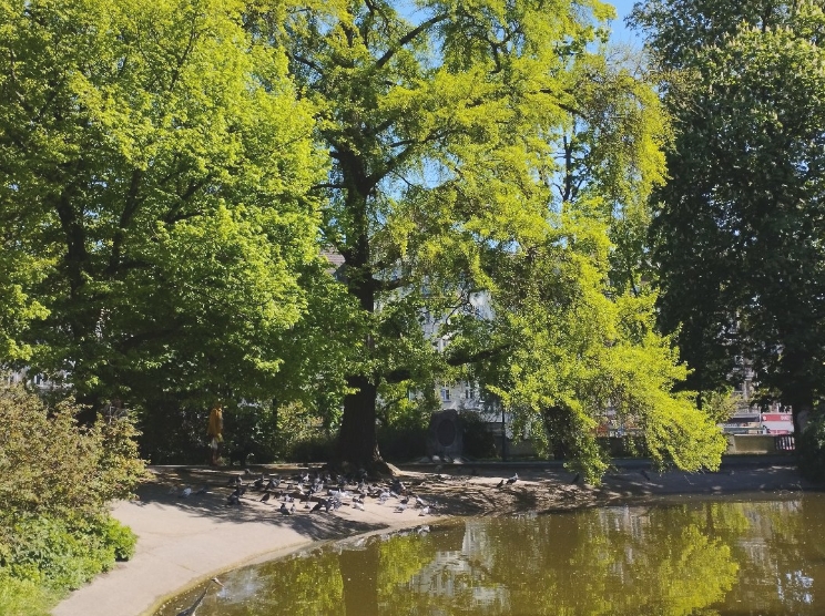 Dwa kolejne pomniki przyrody w Poznaniu mają ponad 100 lat. Znajdują się na Łazarzu