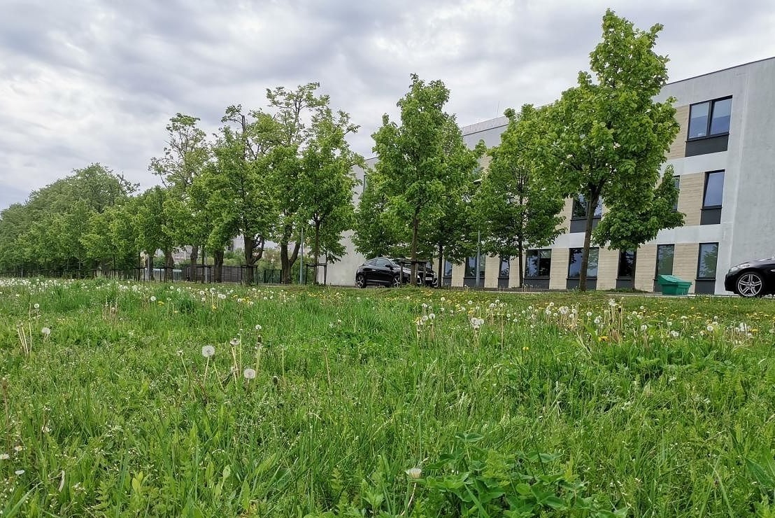 Rataje: mieszkanka załamana, bo skosili wszystkie kwiatki. "Nie koszą źle, koszą, to też źle"