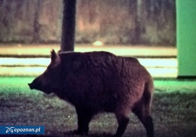 Podpoznańska gmina apeluje i ostrzega!