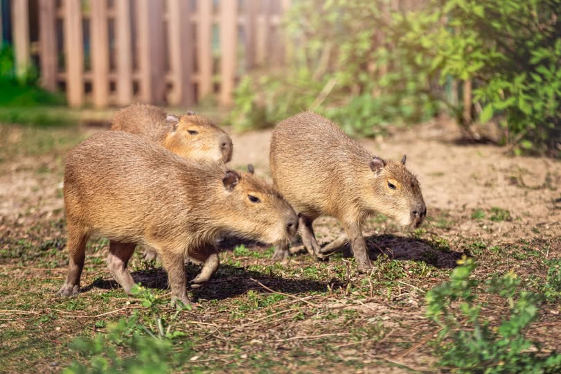 "Kapibara alert!" w poznańskim ZOO. Pomożecie?