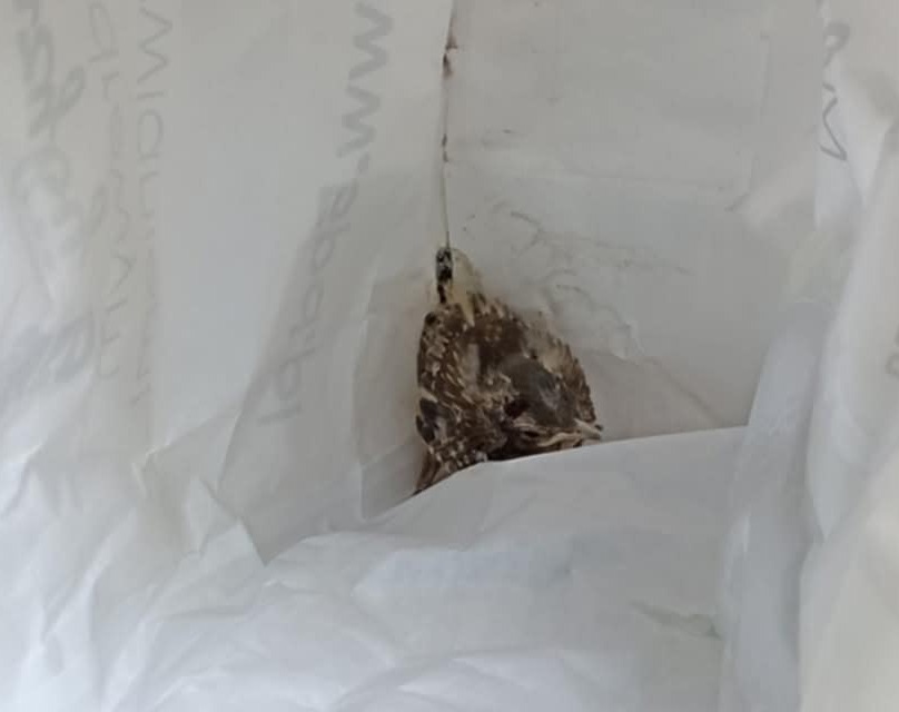 Mieszkanka Wildy znalazła na ulicy nieloty. Zaapelowała do właścicieli psów