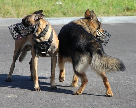 Pies z poznańskiej Policji nie żyje, kolejny walczy o życie. Miały "ugotować się" w radiowozie