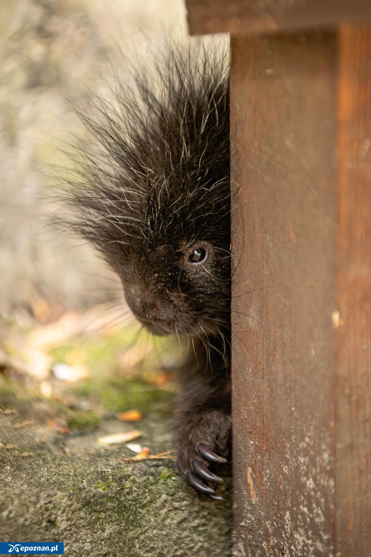 fot. ZOO Poznań Official / Facebook