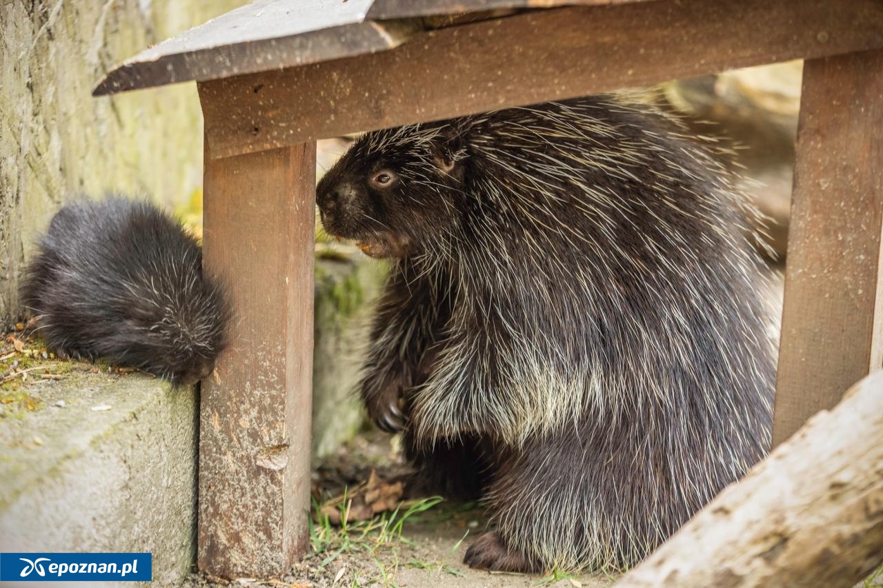 fot. ZOO Poznań Official / Facebook