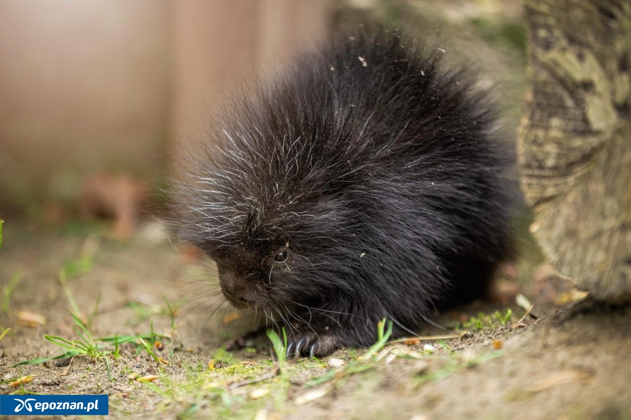 fot. ZOO Poznań Official / Facebook