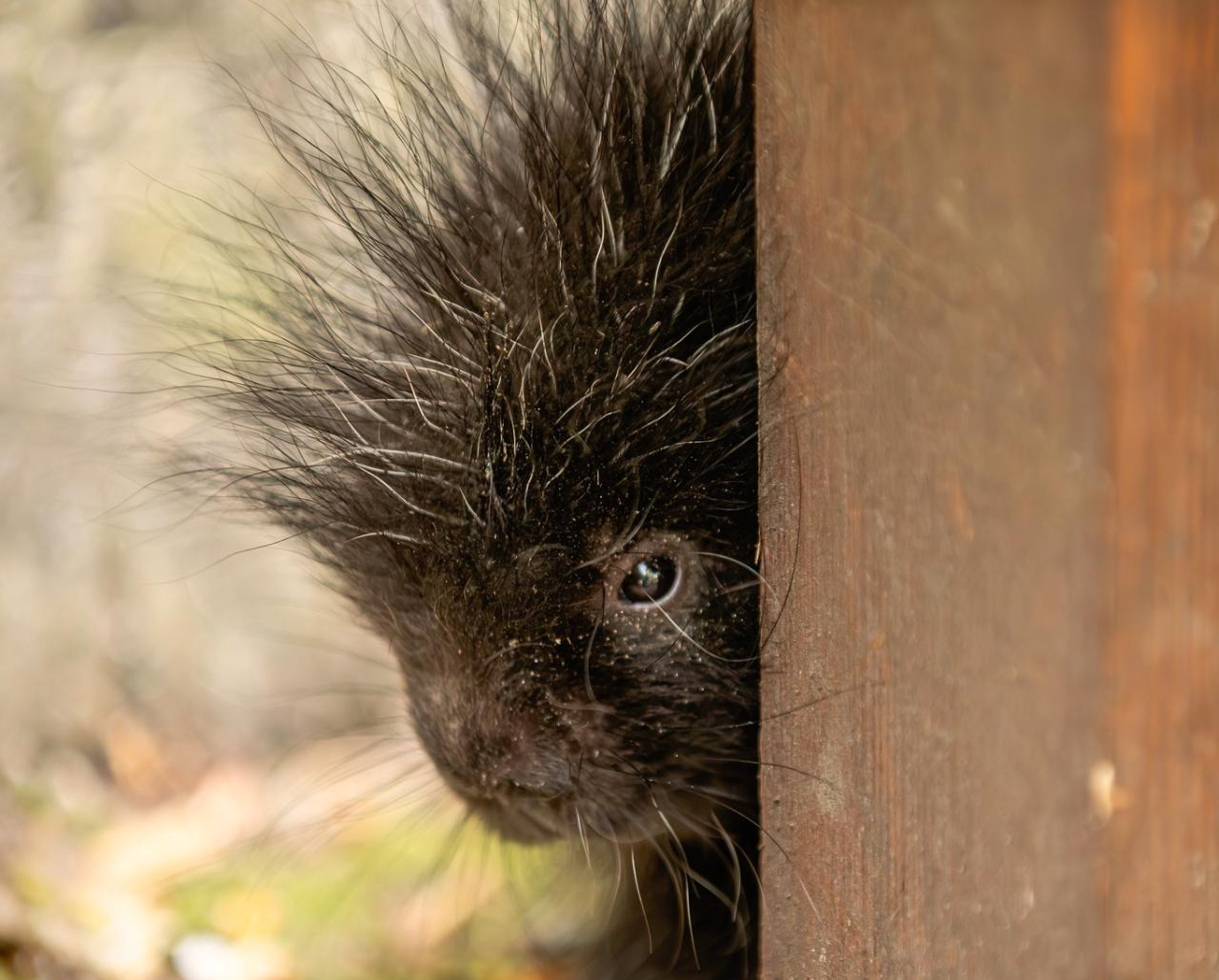 Jest nowy mieszkaniec poznańskiego ZOO. "Przyszło na świat kolejne futrzasto-kolczaste cudo"