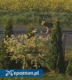 fot. Urząd Gminy w Babiaku / FB