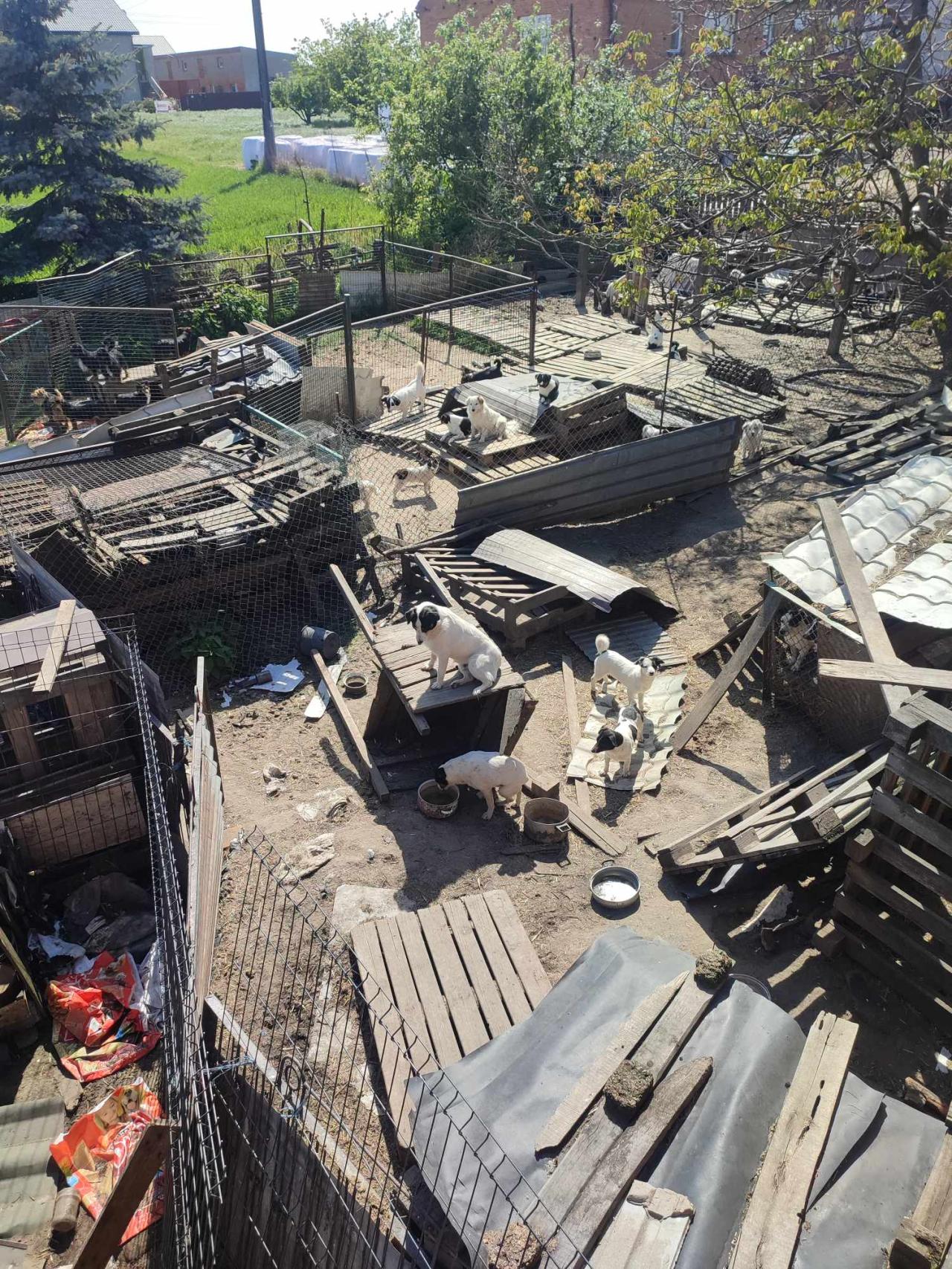 Dramatyczny widok na jednej z posesji w regionie. "Dobry człowiek opiekował się psami"