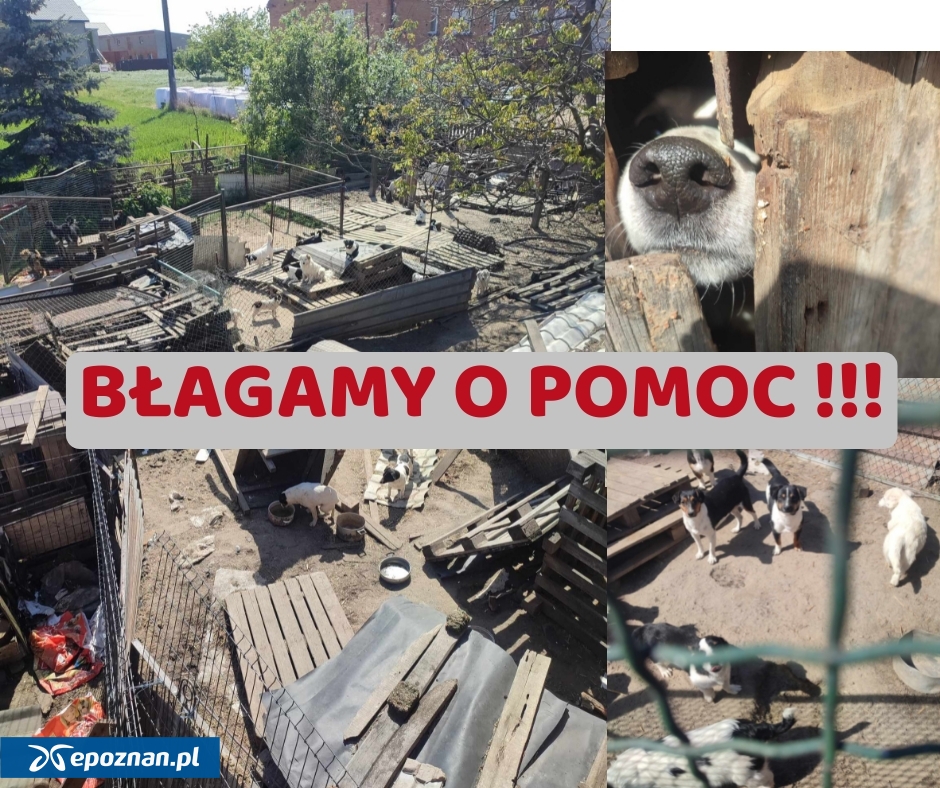 fot. Fundacja na Rzecz Ochrony Praw Zwierząt Mondo CANE / FB