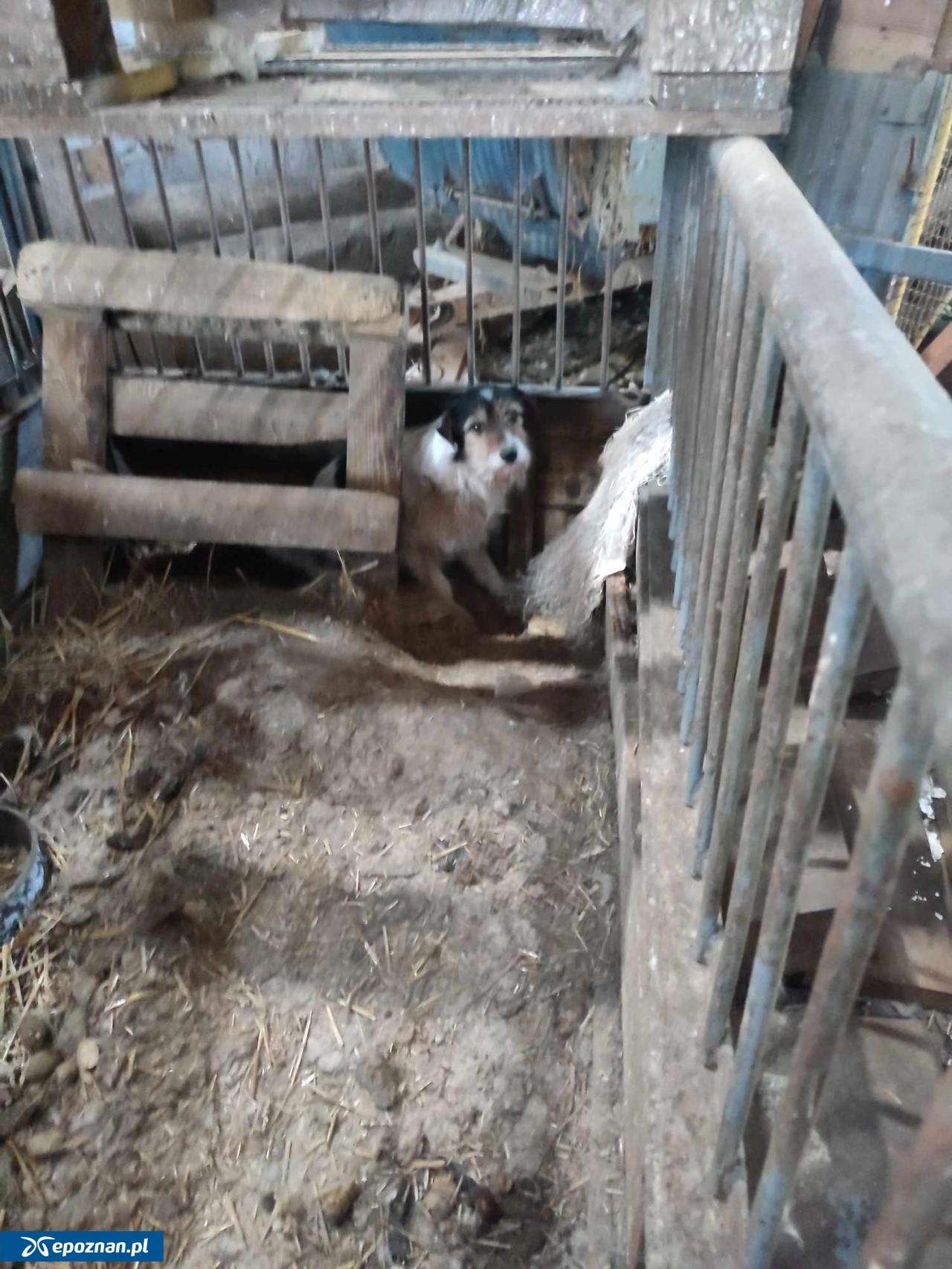 fot. Fundacja na Rzecz Ochrony Praw Zwierząt Mondo CANE / FB