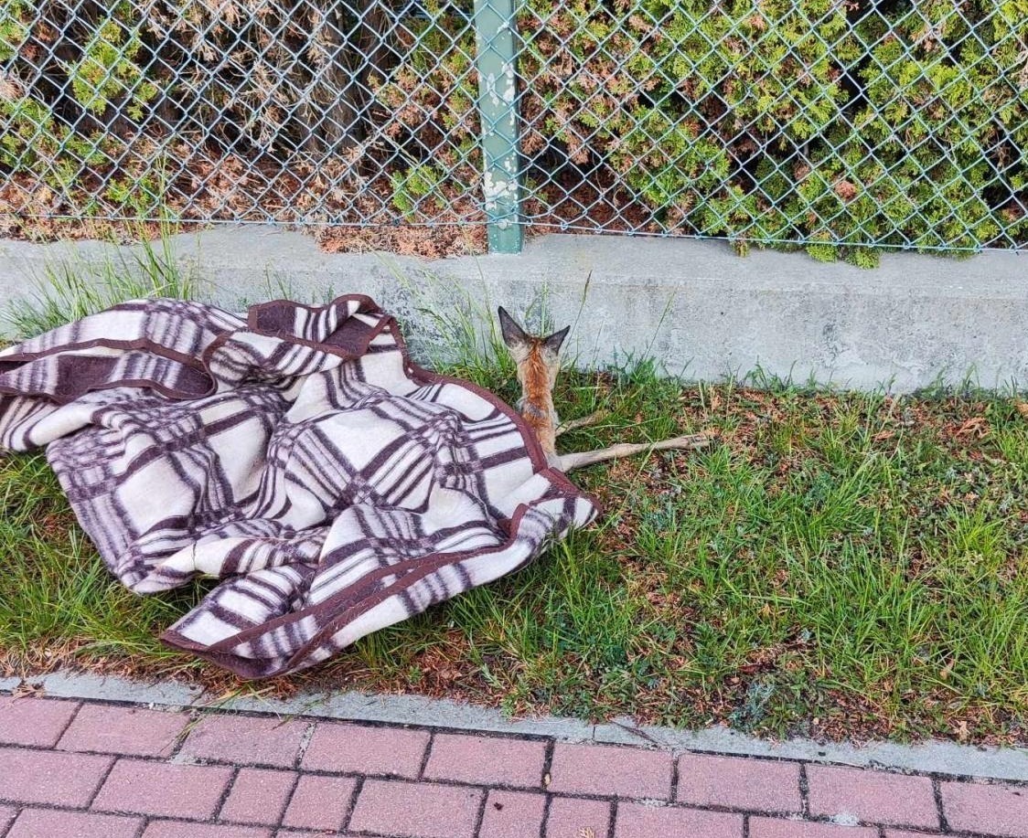 Strażacy uwolnili uwięzioną sarnę