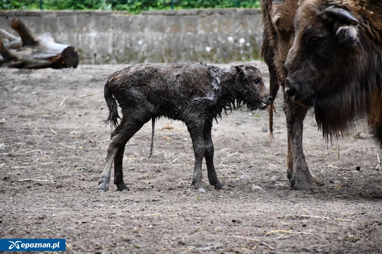 fot. ZOO Poznań