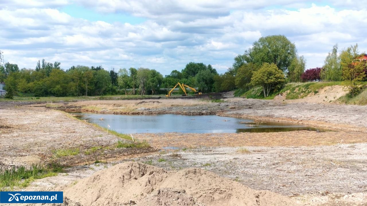 W okolicach drogi krajowej niedaleko Poznania budują staw. Eksperci krytykują: "kopanie dziury w bagnie"