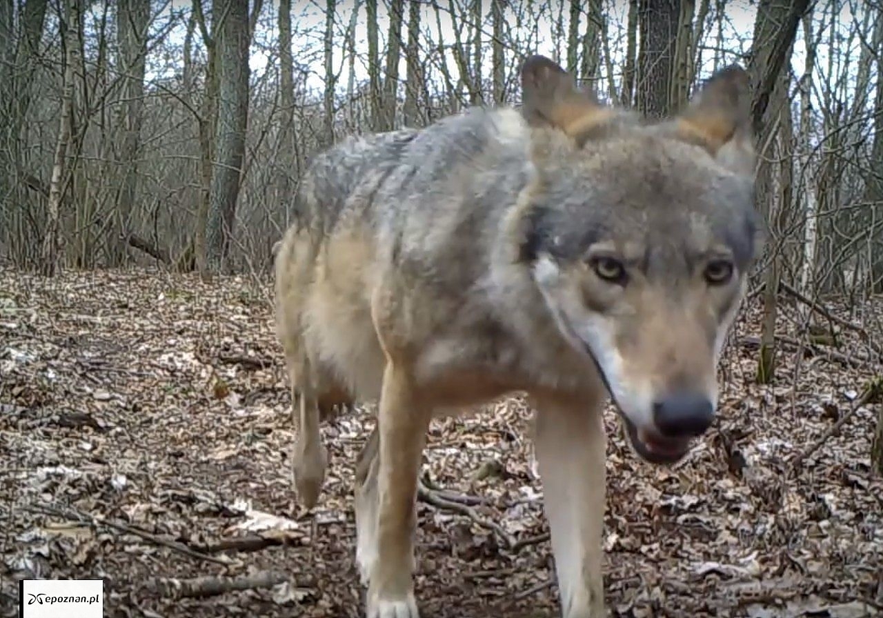 Wilki pojawiły się w jednym z miast w naszym regionie. "Nie straszymy, ale informujemy"