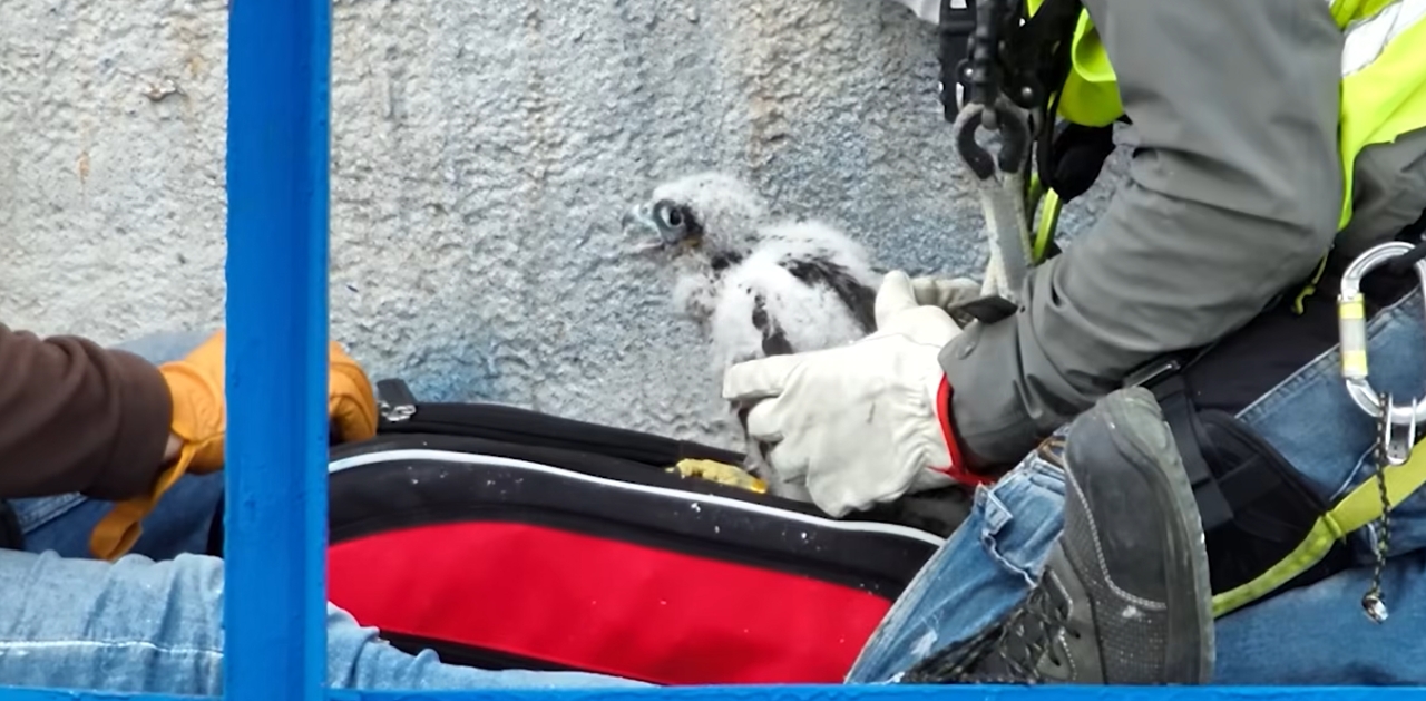 Maleńkie poznańskie sokoły otrzymały swoje obrączki. "To wyjątkowy moment"