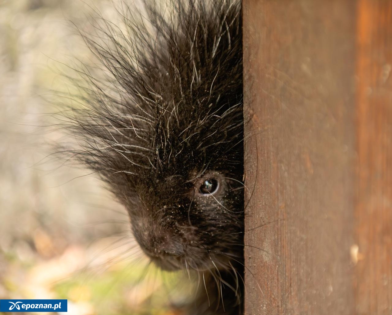 "Futrzasto-kolczaste cudo" z poznańskiego ZOO ma już imię