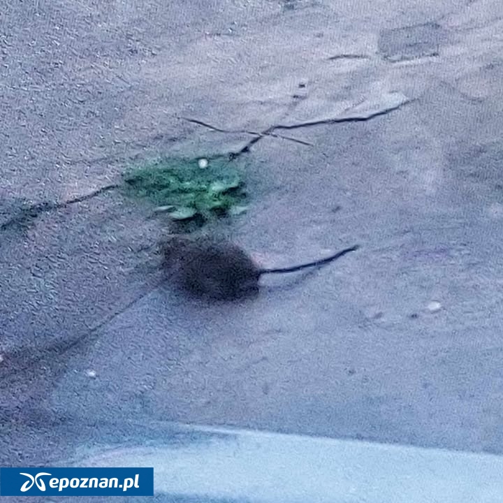 fot. Czytelniczka