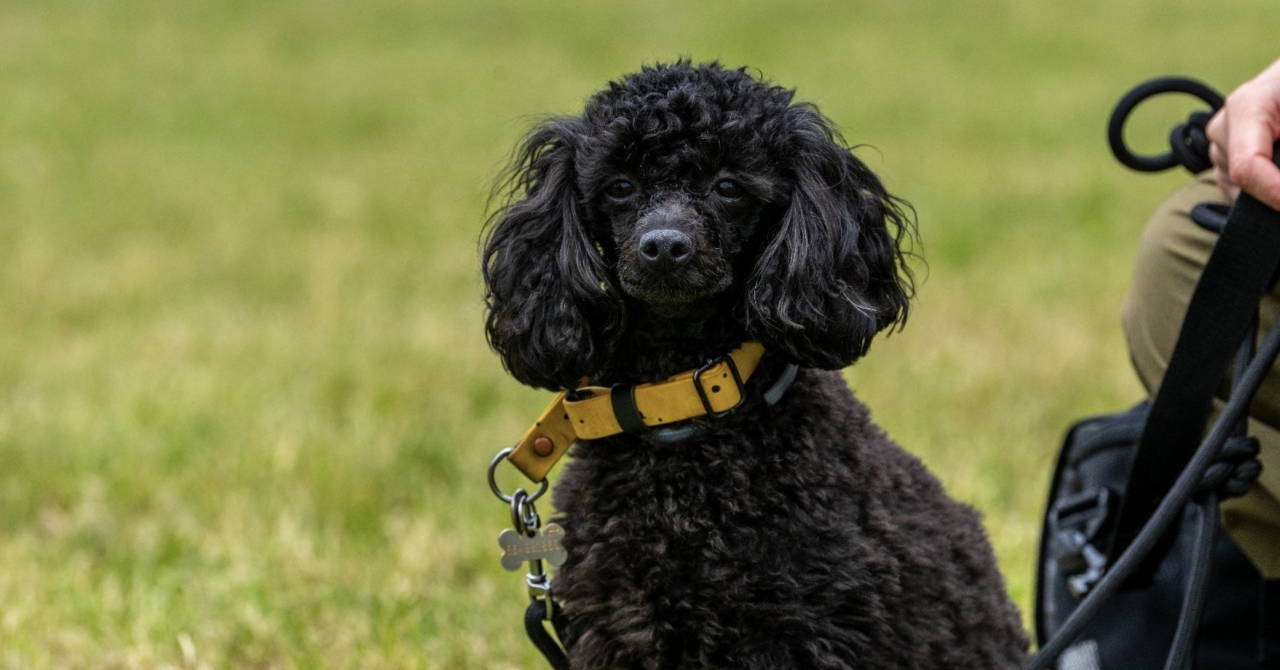 Poznań psimi kupami stoi? "Ja robię, Ty sprzątasz"