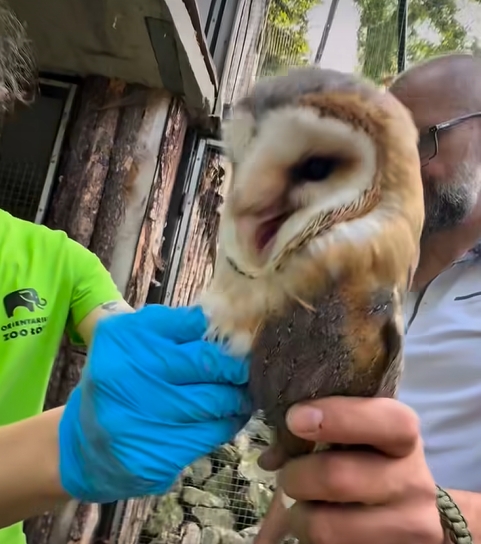 "Skradły serca fanów Harry'ego Pottera". Niebawem zobaczymy je w poznańskim ZOO