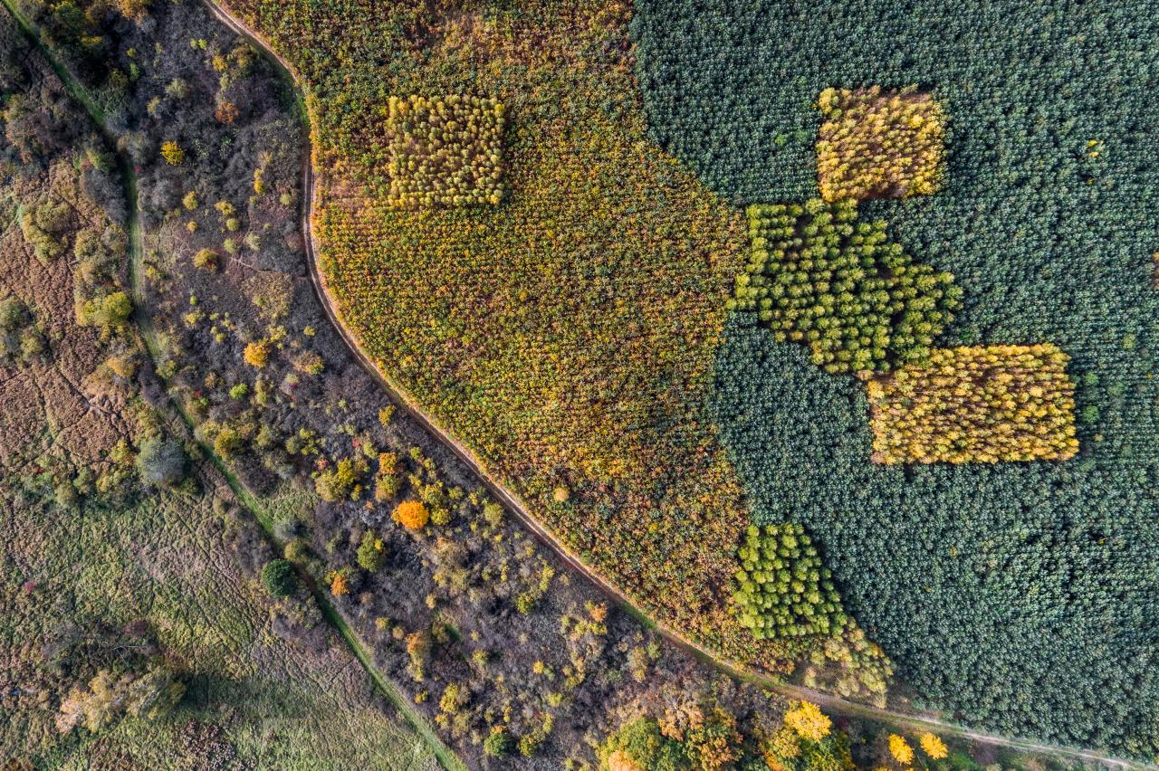 Leśnicy skupują grunty. Będą zalesiać obszar porównywalny z czterokrotną powierzchnią Jeziora Maltańskiego