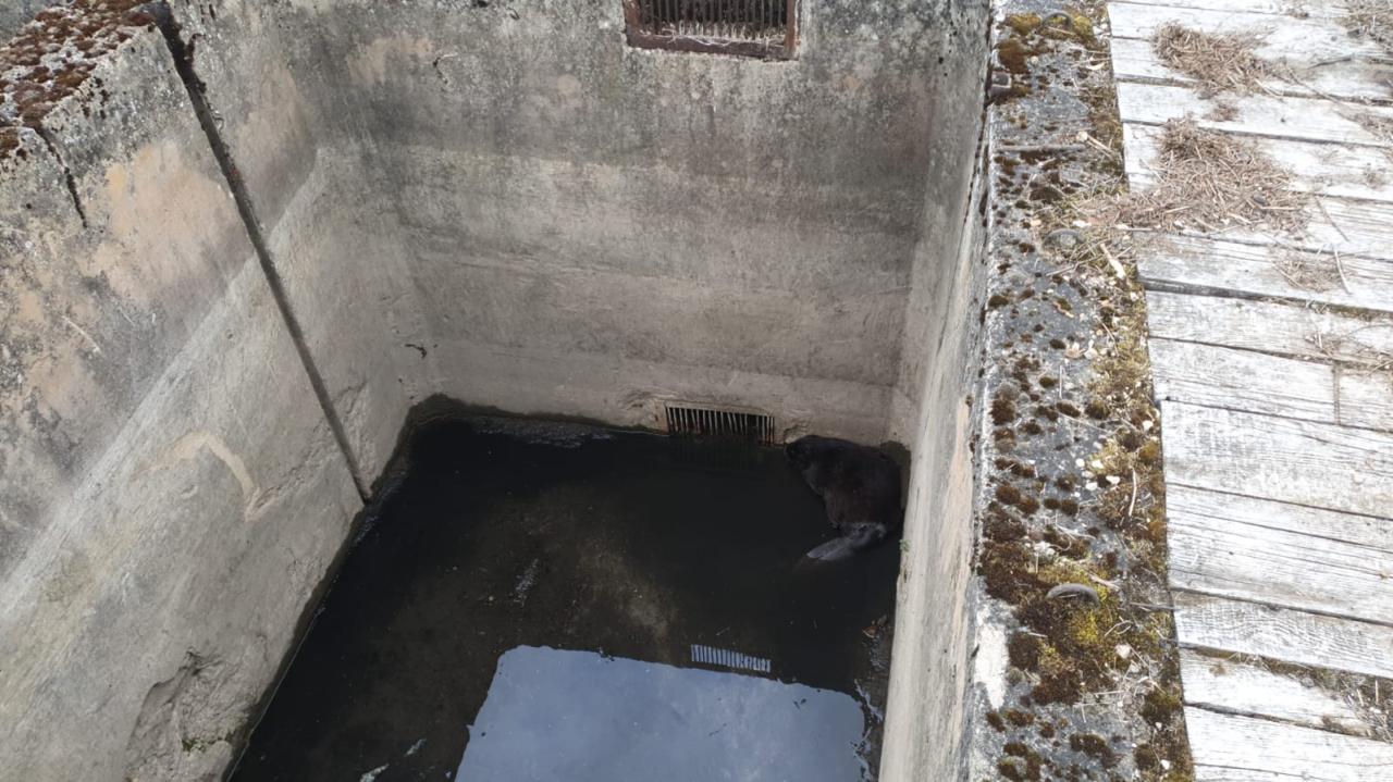 Wielkopolscy strażacy wyciągali bobra z betonowej śluzy