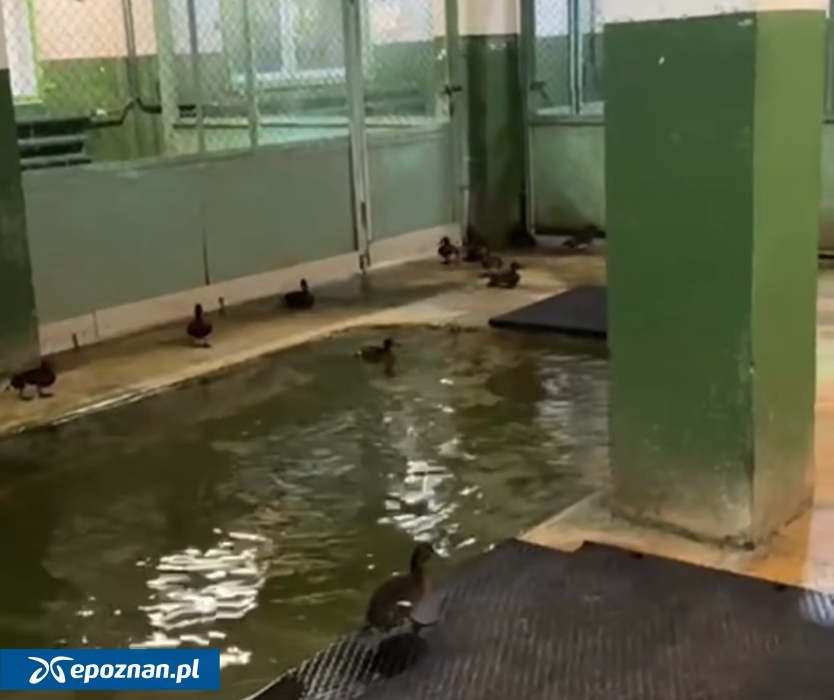 fot. ZOO Poznań Official / Facebook