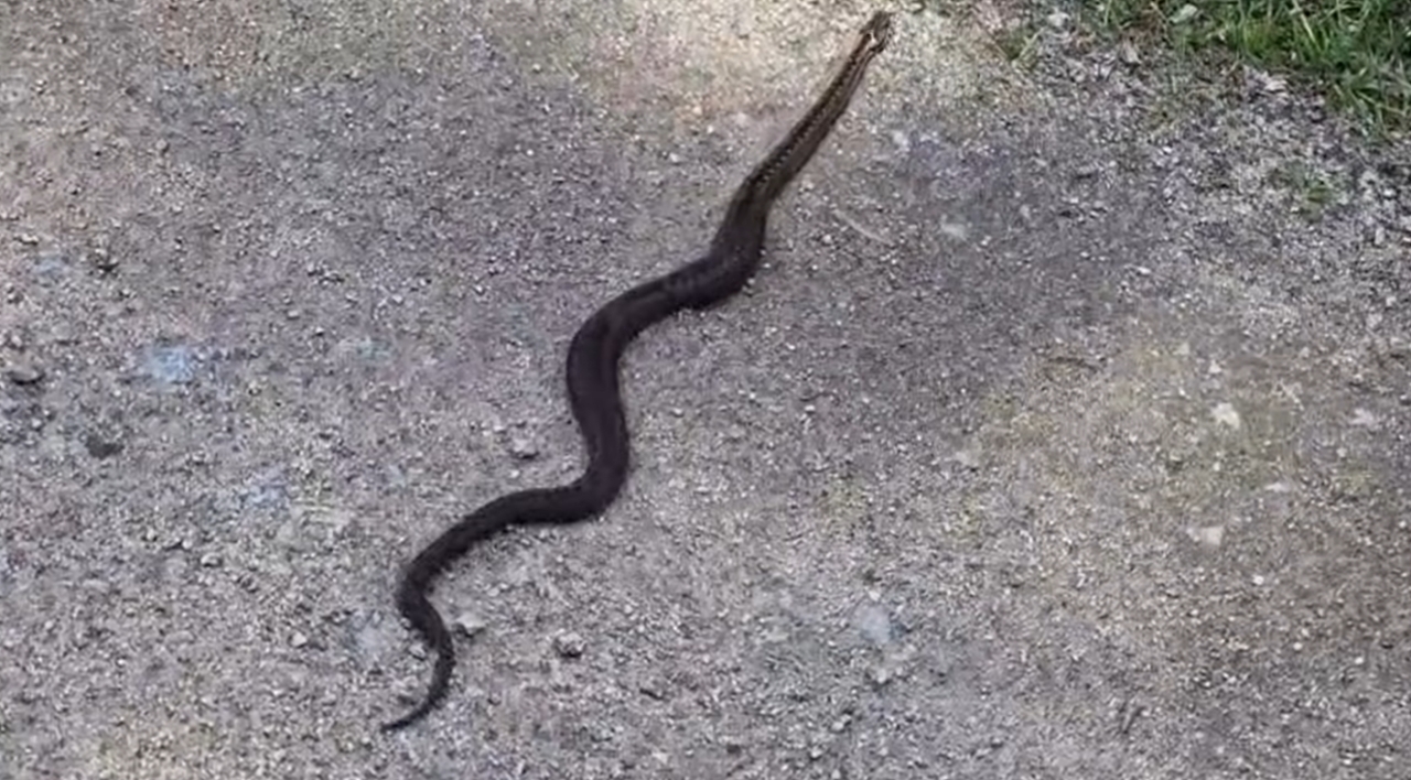 To jedyny jadowity wąż żyjący w Polce. "Patrzmy pod nogi"