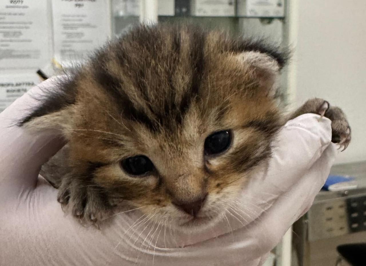 Poznańskie schronisko z apelem o wsparcie. "Pojawiły się pierwsze maluchy"