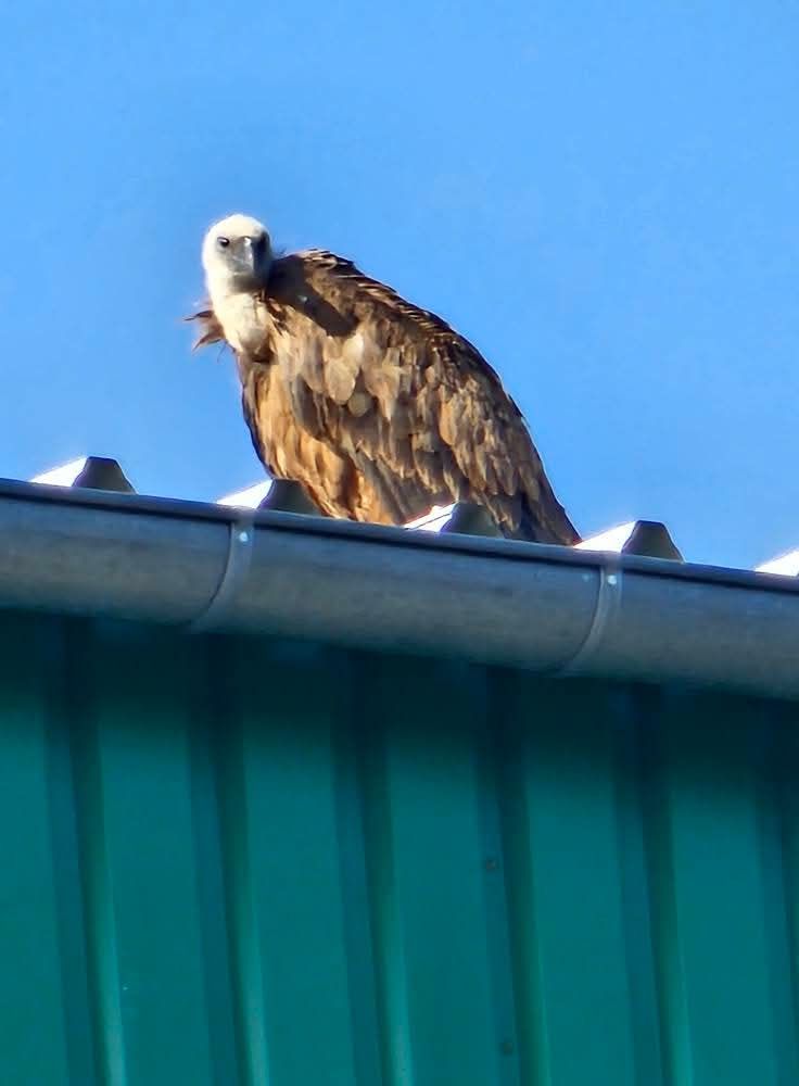 Niezwykły gość odwiedził Wielkopolskę i wywołał ogromne poruszenie