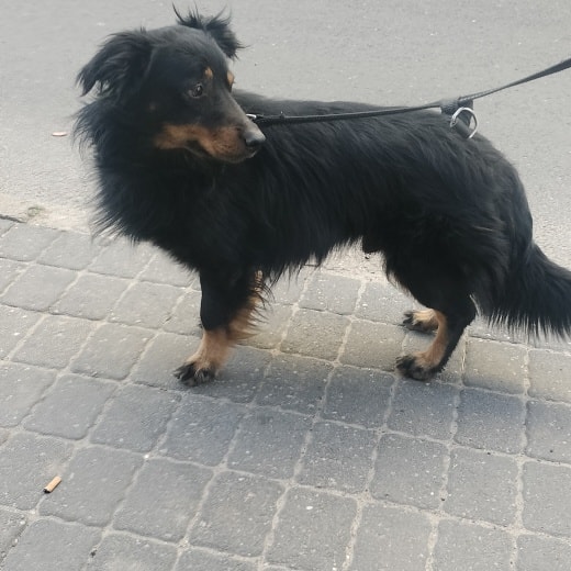 Region. Mężczyzna przytrzasnął drzwiami pysk psa należącego do byłej partnerki. Interweniowała Policja