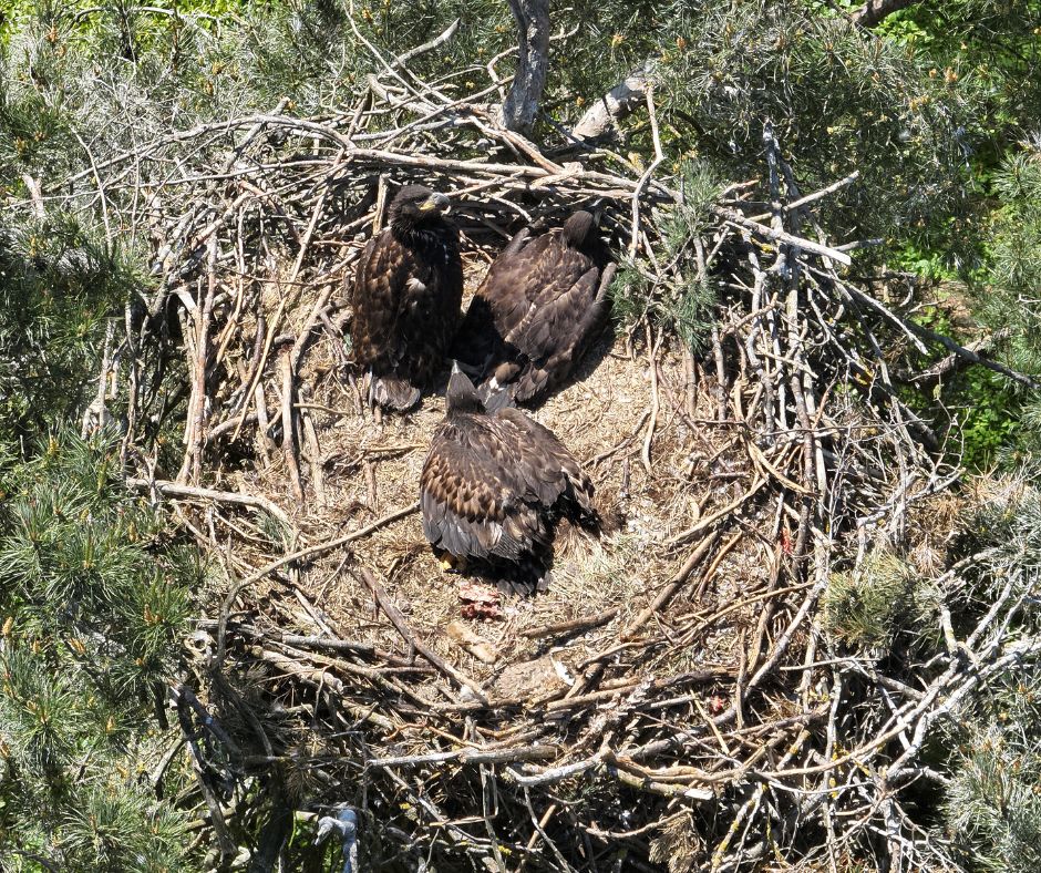 Majestatyczne ptaki gniazdują w naszym regionie. Jest ostrzeżenie dla właścicieli... kotów