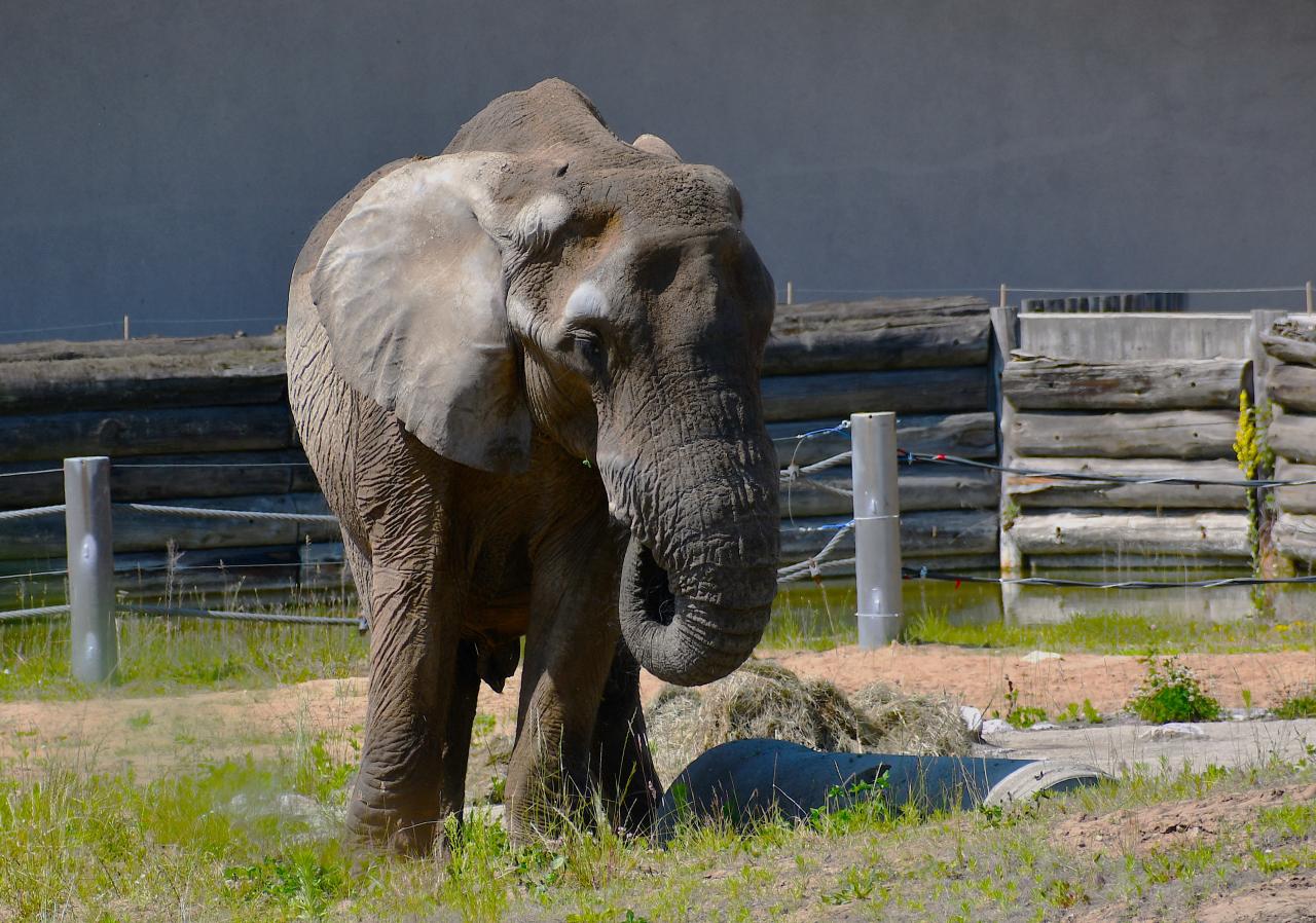 Długi weekend w Nowym ZOO. Wybiegi ze zwierzętami czekają!