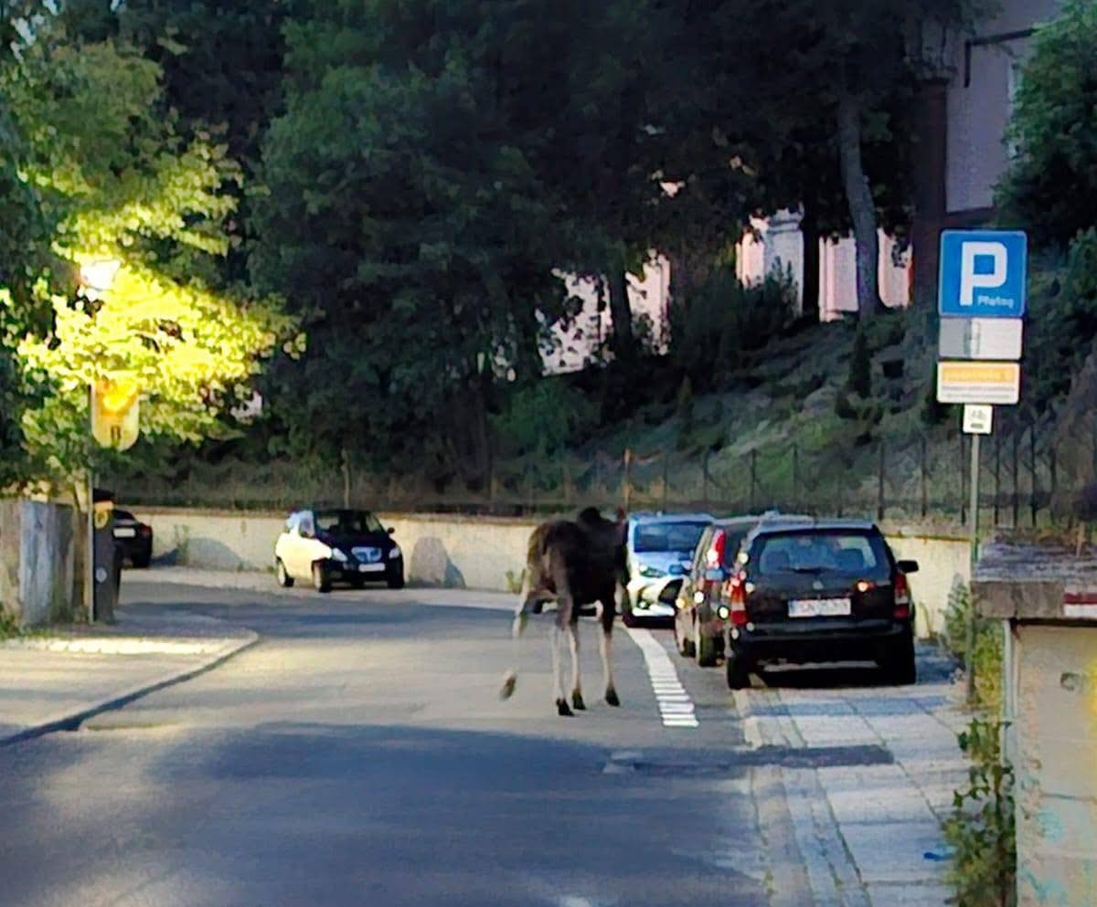 Region. Łoś w centrum miasta między samochodami! "Nie zbliżać się i unikać hałasu"