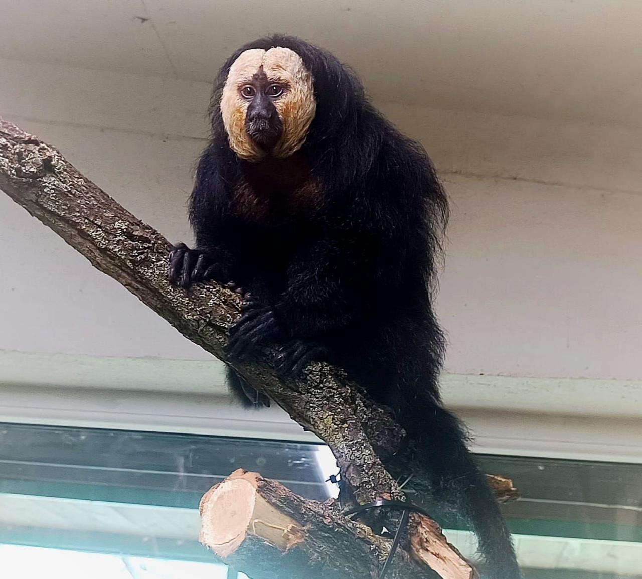 Taki "przystojniak z niemieckim rodowodem i włoskim imieniem" zamieszkał w Poznaniu
