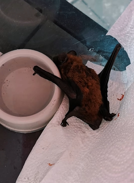 W poznańskim schronisku znaleziono wyjątkowego nietoperza. "Jest największym zamieszkującym nasz kraj"