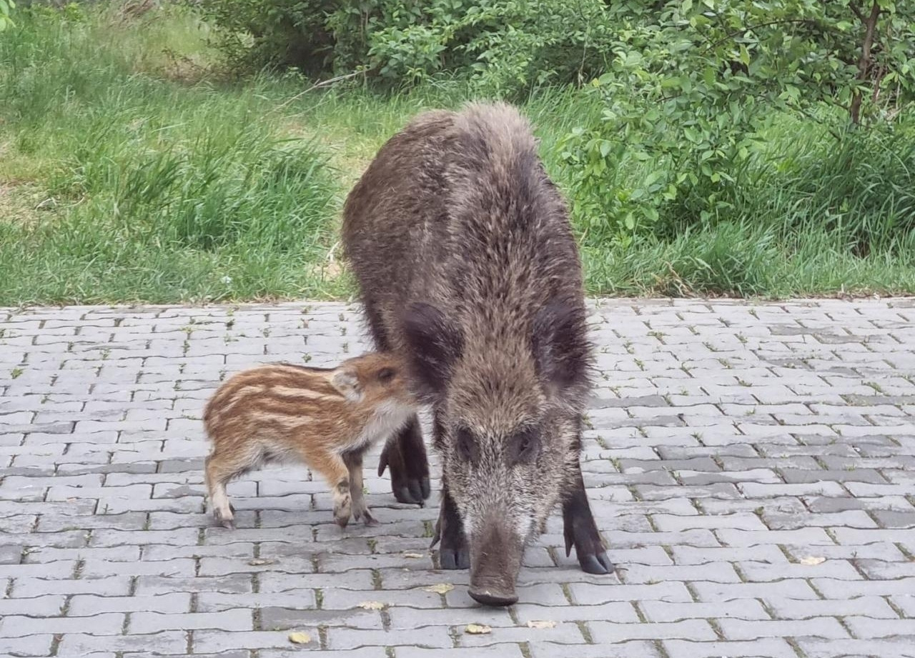 Dziki na terenie przedszkola w Poznaniu. "Rodzice nie mogą odbierać dzieci"