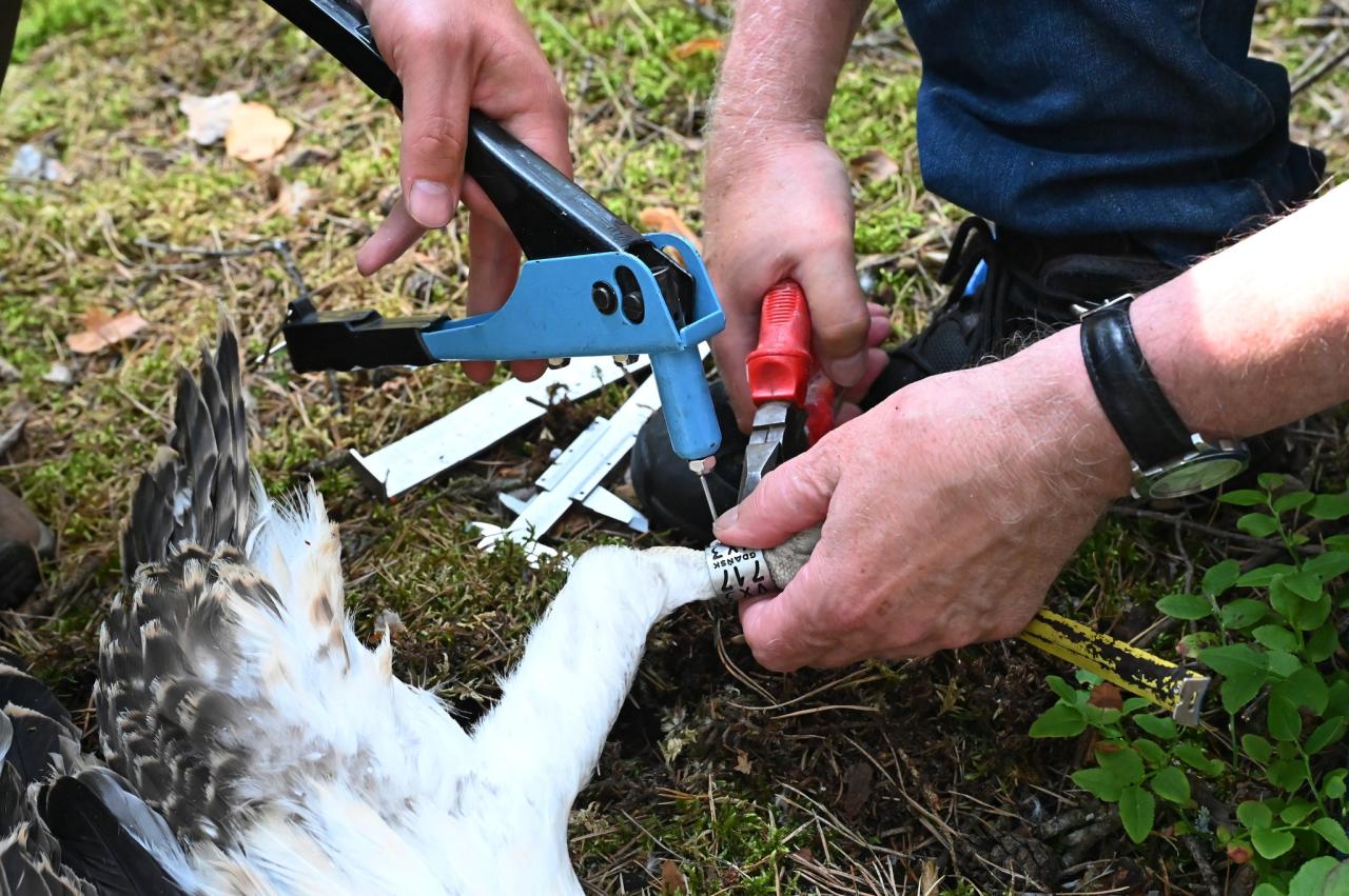 Sukces w nadleśnictwie w regionie. Po dwóch latach przerwy pojawiły się młode!