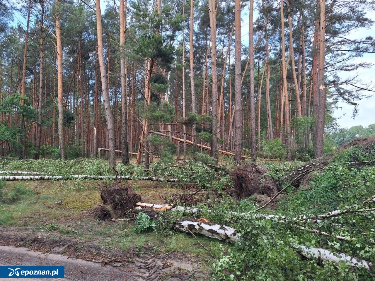 fot. W. Błoch / Nadleśnictwo Grodzisk