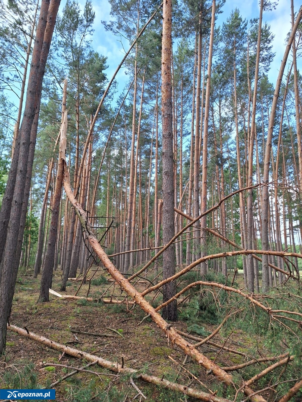 fot. W. Błoch / Nadleśnictwo Grodzisk