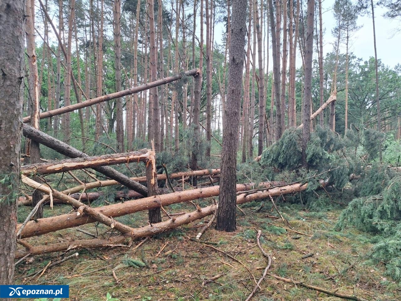 fot. W. Błoch / Nadleśnictwo Grodzisk