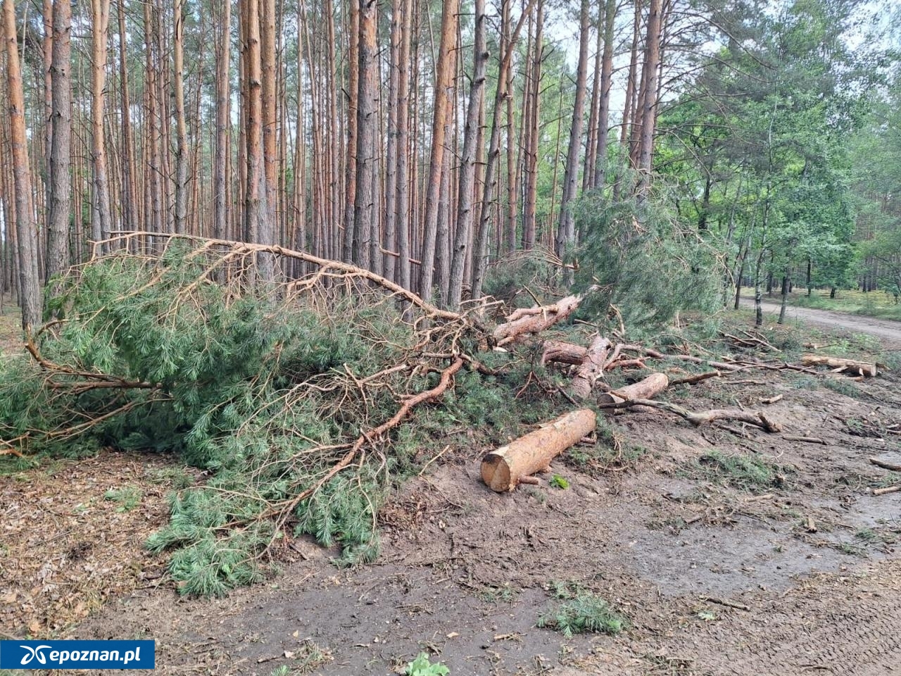 fot. W. Błoch / Nadleśnictwo Grodzisk