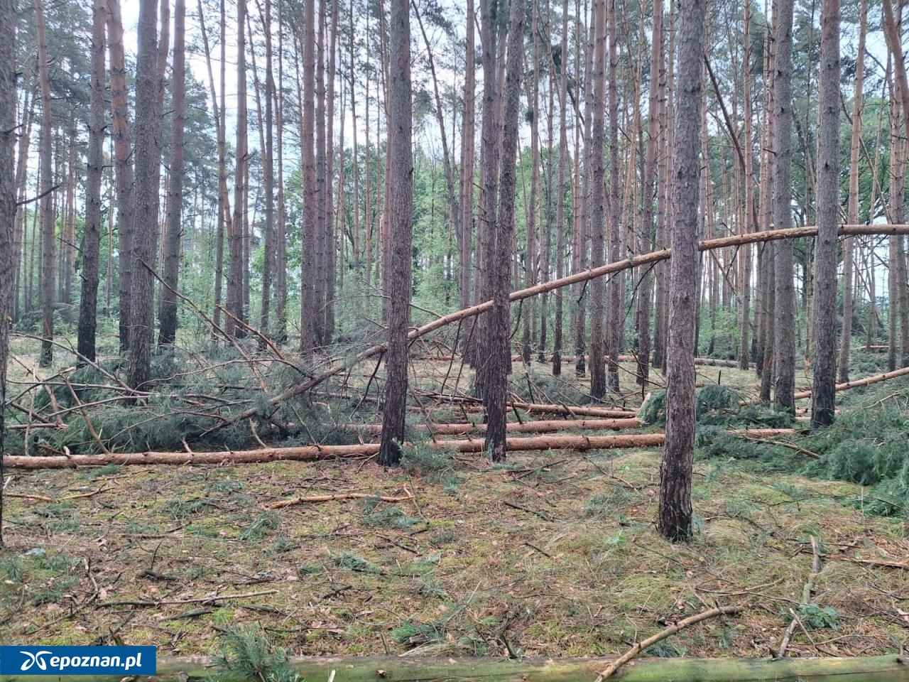 fot. W. Błoch / Nadleśnictwo Grodzisk