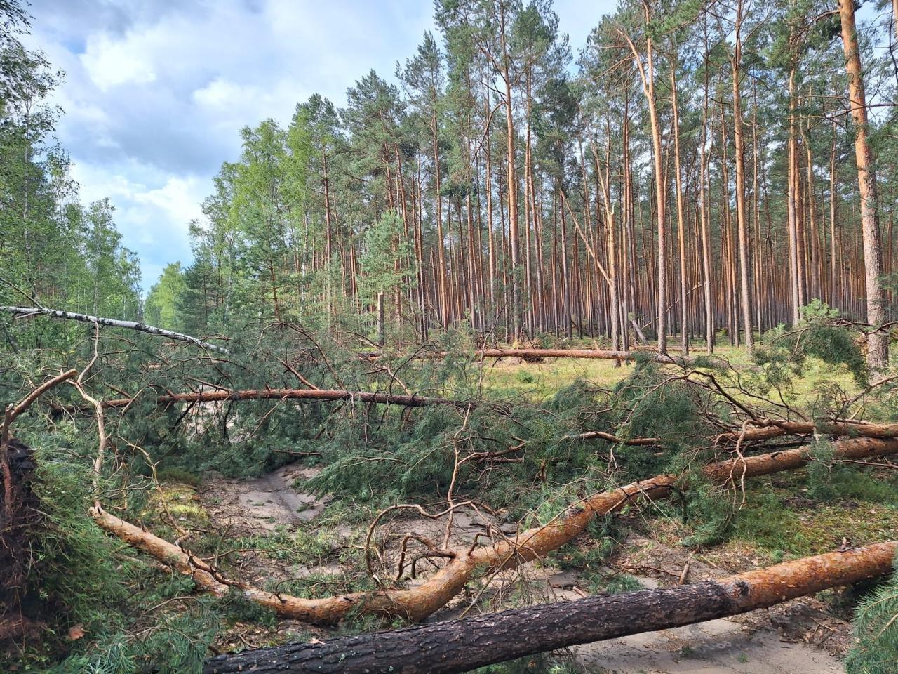Duże straty w lasach w regionie po nocnej burzy, jest niebezpiecznie! "Drogi leśne są nieprzejezdne"