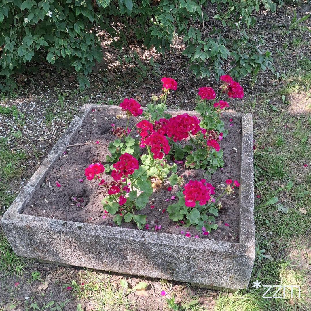 Jest apel ZZM. Chodzi o rośliny