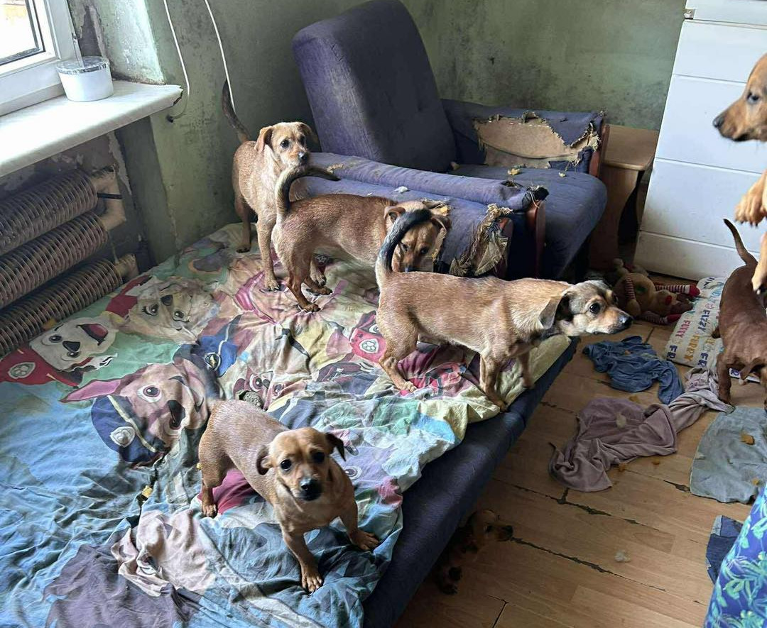 Dramat 41 psów w regionie. "Jesteśmy głęboko poruszeni tym, co zobaczyliśmy"