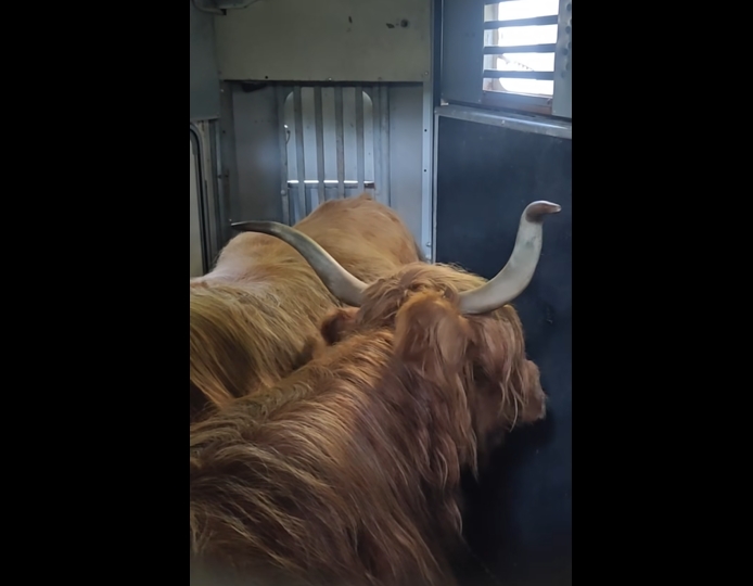 Malwinka i Jagódka zmieniły adres