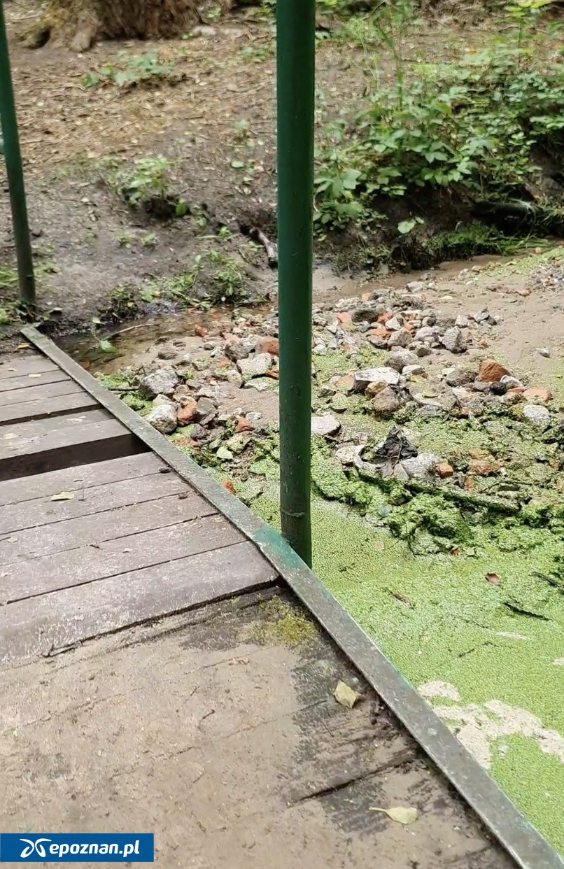 fot. Czytelniczka