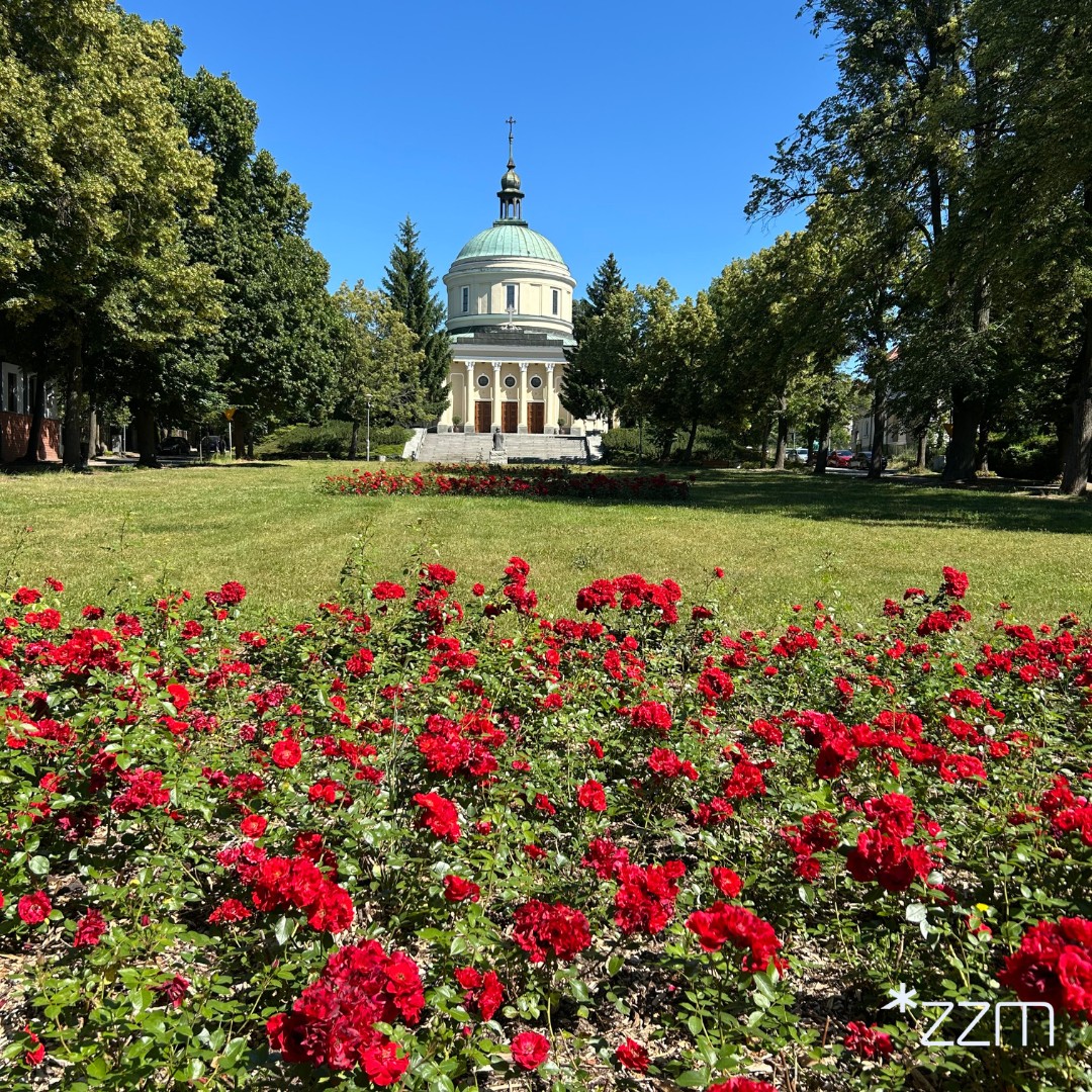 W miejscu skandalicznego parkowania zakwitły róże. Jest apel do kierowców