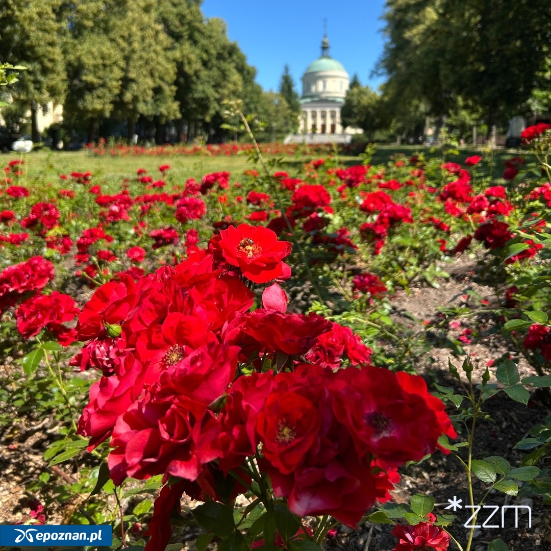 fot. ZZM Poznań / FB