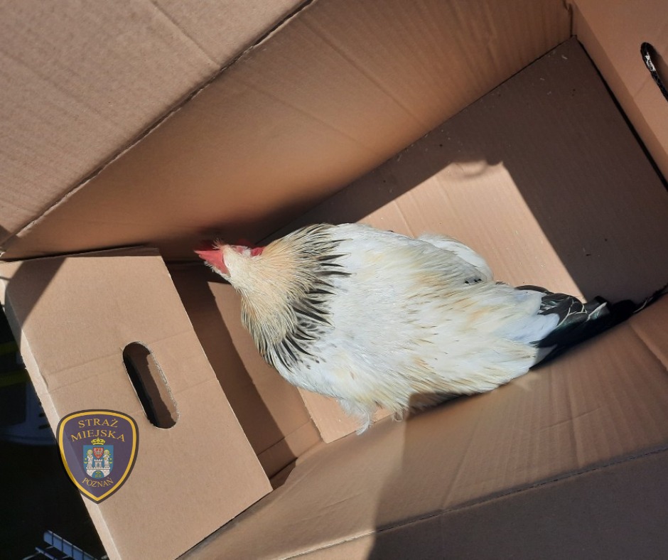 Kogut spacerował po jeżyckim podwórku